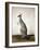 Macropus Parryi, 1834-Edward Lear-Framed Premium Giclee Print