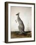 Macropus Parryi, 1834-Edward Lear-Framed Premium Giclee Print