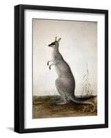 Macropus Parryi, 1834-Edward Lear-Framed Premium Giclee Print