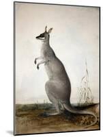 Macropus Parryi, 1834-Edward Lear-Mounted Premium Giclee Print