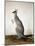 Macropus Parryi, 1834-Edward Lear-Mounted Premium Giclee Print