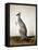 Macropus Parryi, 1834-Edward Lear-Framed Stretched Canvas