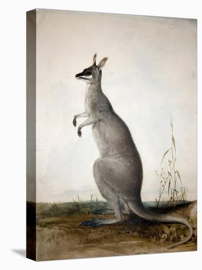 Macropus Parryi, 1834-Edward Lear-Stretched Canvas