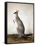 Macropus Parryi, 1834-Edward Lear-Framed Stretched Canvas