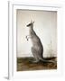 Macropus Parryi, 1834-Edward Lear-Framed Giclee Print