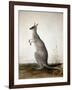 Macropus Parryi, 1834-Edward Lear-Framed Giclee Print