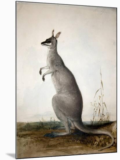 Macropus Parryi, 1834-Edward Lear-Mounted Giclee Print