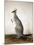 Macropus Parryi, 1834-Edward Lear-Mounted Giclee Print