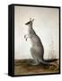 Macropus Parryi, 1834-Edward Lear-Framed Stretched Canvas