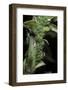 Macrosiphum Rosae (Rose Aphid)-Paul Starosta-Framed Photographic Print