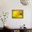 Mad About Yellow-Ursula Abresch-Framed Stretched Canvas displayed on a wall