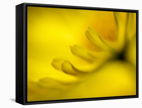 Mad About Yellow-Ursula Abresch-Framed Stretched Canvas