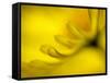 Mad About Yellow-Ursula Abresch-Framed Stretched Canvas