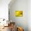 Mad About Yellow-Ursula Abresch-Photographic Print displayed on a wall