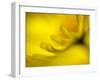 Mad About Yellow-Ursula Abresch-Framed Photographic Print