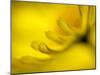 Mad About Yellow-Ursula Abresch-Mounted Photographic Print