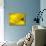 Mad About Yellow-Ursula Abresch-Photographic Print displayed on a wall