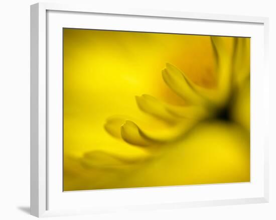 Mad About Yellow-Ursula Abresch-Framed Photographic Print