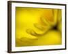 Mad About Yellow-Ursula Abresch-Framed Photographic Print