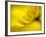 Mad About Yellow-Ursula Abresch-Framed Photographic Print