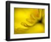 Mad About Yellow-Ursula Abresch-Framed Photographic Print