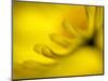 Mad About Yellow-Ursula Abresch-Mounted Photographic Print