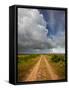 Mad Island Marsh Preserve, Texas: a Dirt Path Leading Throughout the Marsh.-Ian Shive-Framed Stretched Canvas