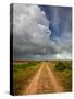 Mad Island Marsh Preserve, Texas: a Dirt Path Leading Throughout the Marsh.-Ian Shive-Stretched Canvas