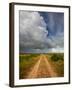 Mad Island Marsh Preserve, Texas: a Dirt Path Leading Throughout the Marsh.-Ian Shive-Framed Photographic Print