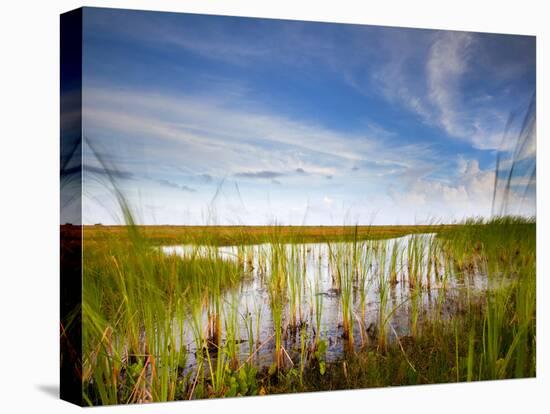 Mad Island Marsh Preserve, Texas: Landscape of the Marsh During Sunset.-Ian Shive-Stretched Canvas