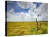 Mad Island Marsh Preserve, Texas: Landscape of the Marsh's Coastal Plains Near Sunset.-Ian Shive-Stretched Canvas