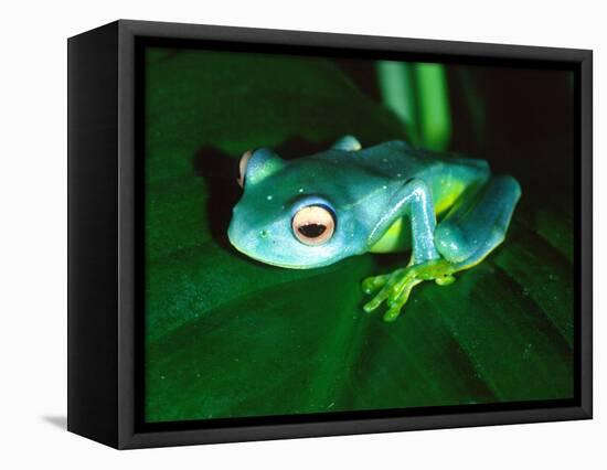 Madagascan Blue Tree Frog, Native to Madagascar-David Northcott-Framed Stretched Canvas