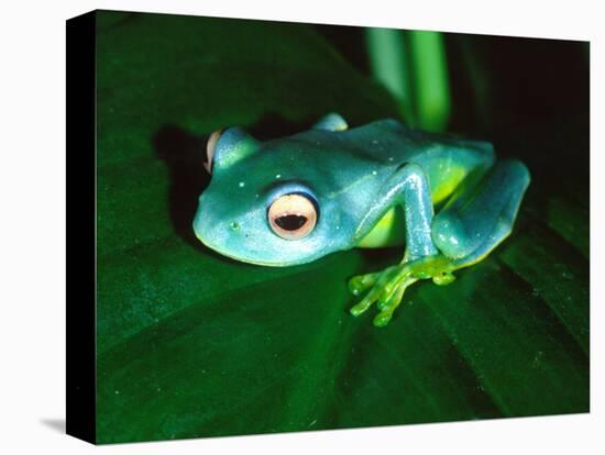 Madagascan Blue Tree Frog, Native to Madagascar-David Northcott-Stretched Canvas