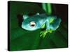 Madagascan Blue Tree Frog, Native to Madagascar-David Northcott-Stretched Canvas
