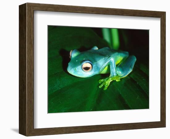 Madagascan Blue Tree Frog, Native to Madagascar-David Northcott-Framed Photographic Print