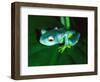 Madagascan Blue Tree Frog, Native to Madagascar-David Northcott-Framed Photographic Print
