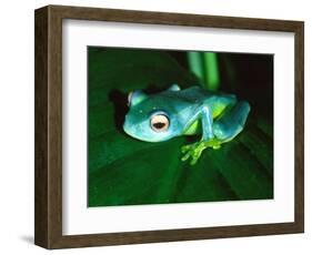 Madagascan Blue Tree Frog, Native to Madagascar-David Northcott-Framed Photographic Print