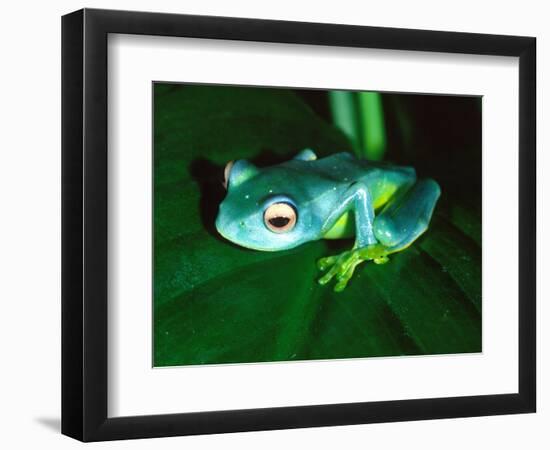 Madagascan Blue Tree Frog, Native to Madagascar-David Northcott-Framed Photographic Print