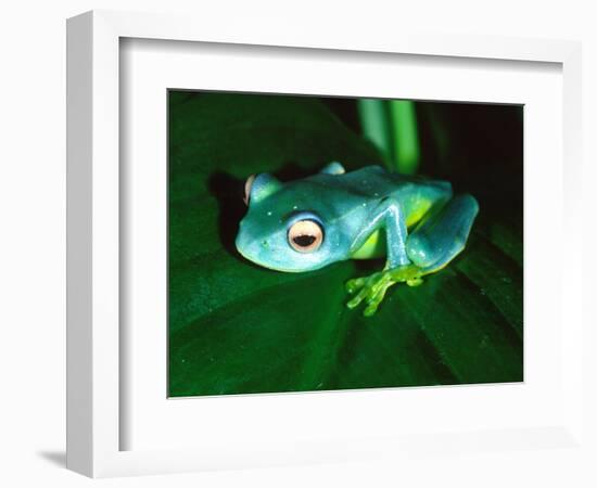 Madagascan Blue Tree Frog, Native to Madagascar-David Northcott-Framed Photographic Print