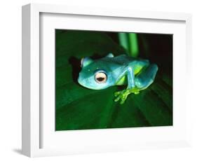 Madagascan Blue Tree Frog, Native to Madagascar-David Northcott-Framed Photographic Print