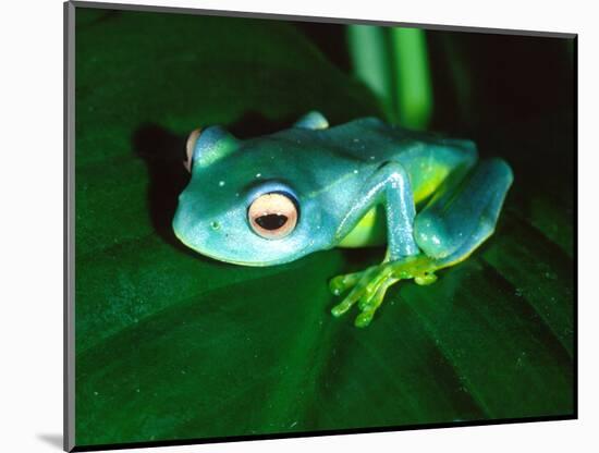 Madagascan Blue Tree Frog, Native to Madagascar-David Northcott-Mounted Photographic Print