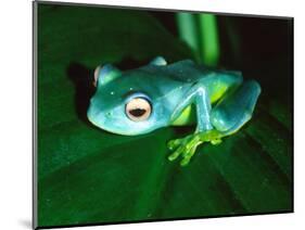 Madagascan Blue Tree Frog, Native to Madagascar-David Northcott-Mounted Photographic Print