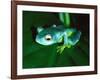 Madagascan Blue Tree Frog, Native to Madagascar-David Northcott-Framed Photographic Print