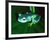 Madagascan Blue Tree Frog, Native to Madagascar-David Northcott-Framed Photographic Print