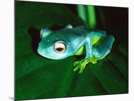 Madagascan Blue Tree Frog, Native to Madagascar-David Northcott-Mounted Photographic Print