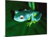 Madagascan Blue Tree Frog, Native to Madagascar-David Northcott-Mounted Photographic Print