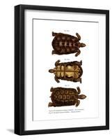 Madagascan Spider Tortoise-null-Framed Giclee Print