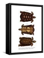 Madagascan Spider Tortoise-null-Framed Stretched Canvas