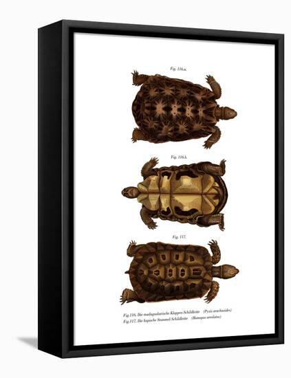 Madagascan Spider Tortoise-null-Framed Stretched Canvas