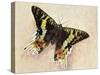 Madagascan Sunset Moth (Chrysiridia Rhipheus), Uraniidae-null-Stretched Canvas